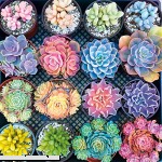 Buffalo Games Photography Sweet Succulents 300 Large Piece Jigsaw Puzzle  B07N4Q71KQ